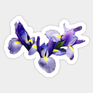 Irises - Group of Japanese Irises Sticker